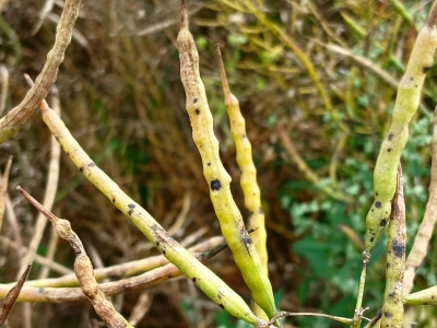 Krustziežu sausplankumainība