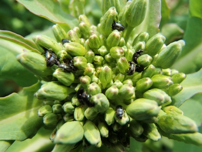 Daudz krustziežu spīduļu vaboles uz rapša ziedkopas.