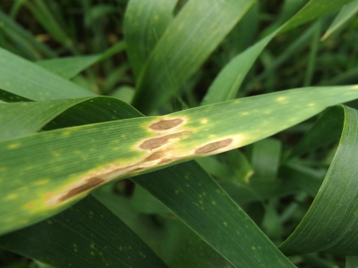 Kviešu lapu pelēkplankumainība