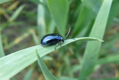 Liela lapgrauža vabole uz labības lapas.