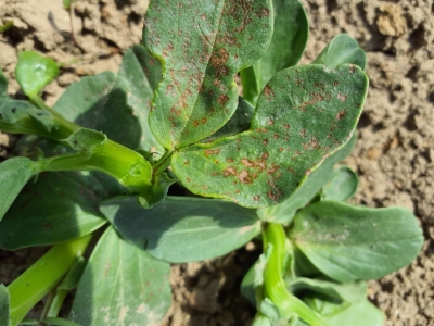 Pupu brūnplankumainība