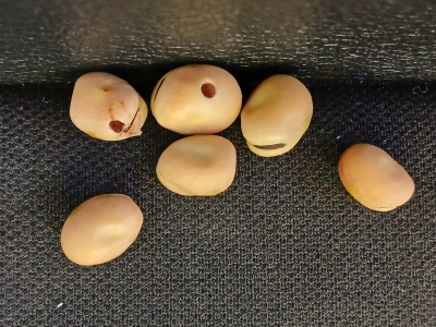 Pupu sēklgrauža radītie bojājumi