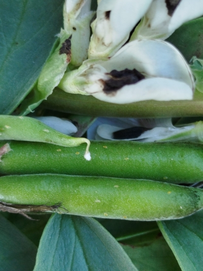 Pupu sēklgrauža oliņas