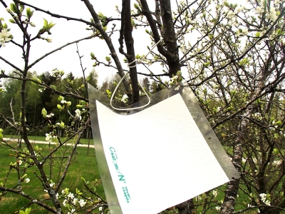 Līmes vairogs plūmju zāģlapsenes konstatēšanai