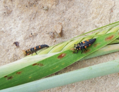 Divi mārīšu kāpuri uz kviešu lapas.