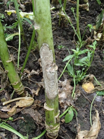 Baltā puve uz rapša stublāja