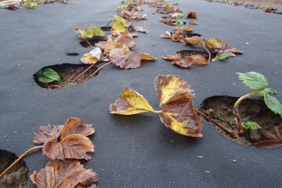 Melns agrotīkls uz lauka, kurā iestādītas zemenes.