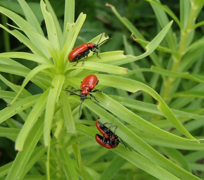 Daudz oranžas vaboles uz liliju lapām.