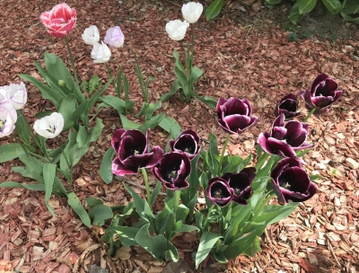 Ziedošas tulpes mulčētas ar skaidu mulču.