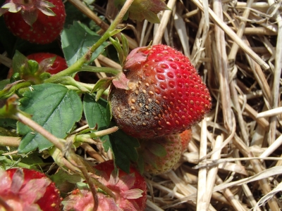 Pelēkās puves bojāta zemene