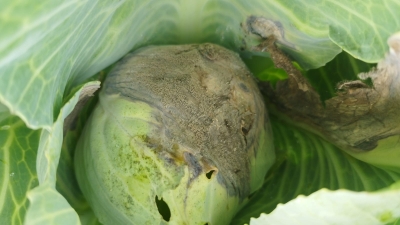 Pelēkā puve kāpostos.