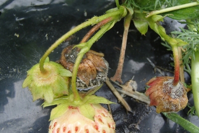 Pelēkā puve uz zemenēm