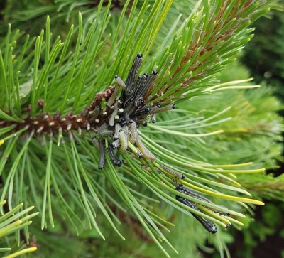 Priežu rūsganās zāģlapsenes kāpuri uz priežu zariem.