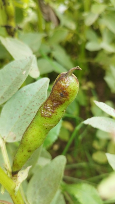 Pupu brūnplankumainība