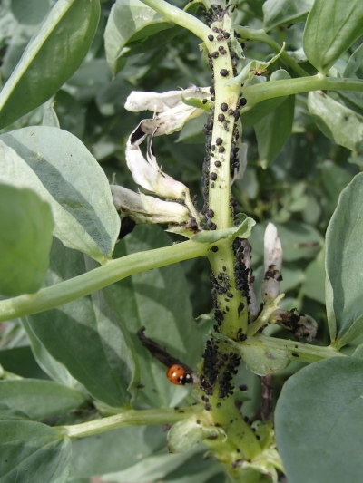 Daudz laputis un mārīte uz lauka pupas kāta.