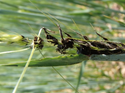 Putošā melnplauka miežos