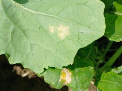 Rapša neīstā miltrasa