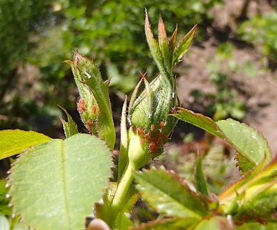 Liliju lapgrauža vaboles uz lilijas lapām.