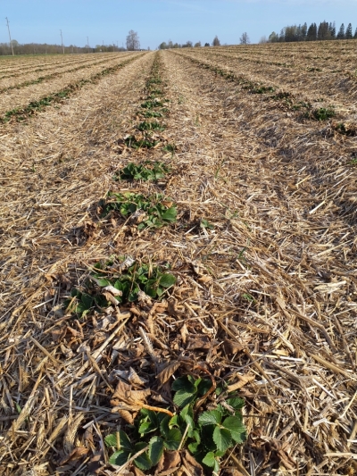 Salmu mulča uzklāta uz zemeņu lauka.