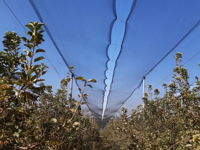 Tīkli augļu dārzā virs ābelēm.