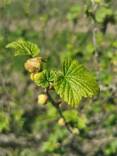 Upeņu pumpuru ērce.