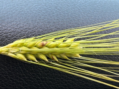 Vārpu plēkšņu plankumainība