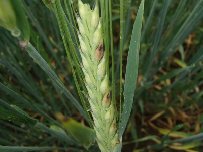 Vārpu plēkšņu plankumainība