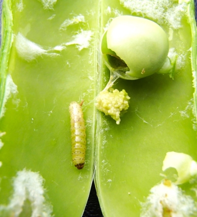 Zirņu tinēja kāpurs