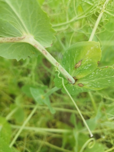 Zirņu gaišplankumu iedega