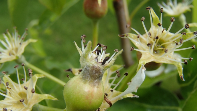 BRĪDINĀJUMS – izplatās bumbieru slimības un kaitēkļi