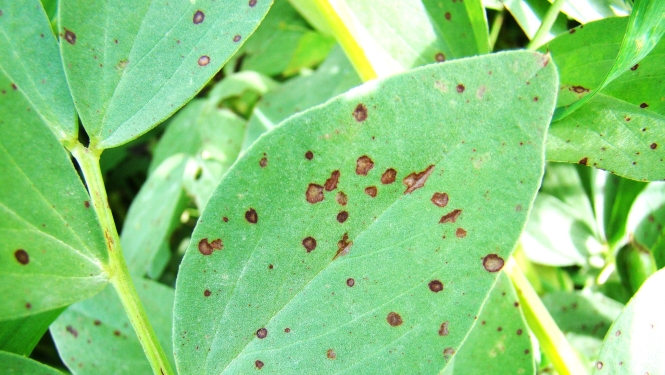 BRĪDINĀJUMS – lauka pupu sējumos izplatās pupu brūnplankumainība