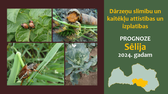 Dārzeņu slimību un kaitēkļu attīstības un izplatības prognoze 2024. gadam Sēlijas reģionam