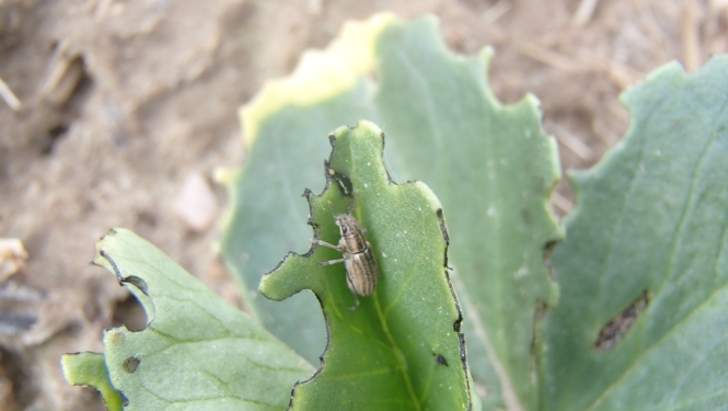 Tauriņziežu smecernieks un bojājums