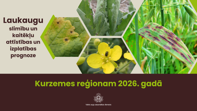 Laukaugu slimību un kaitēkļu attīstības un izplatības prognoze Kurzemes reģionam 2026. gadam