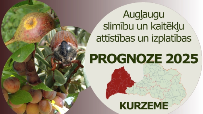 Augļaugu slimību un kaitēkļu attīstības un izplatības prognoze 2025. gadam Kurzemes reģionam