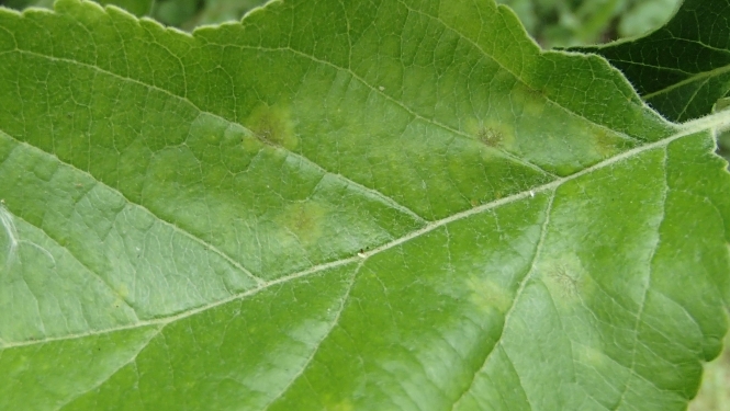 BRĪDINĀJUMS – tiek prognozēts vidējs līdz ļoti augsts ābeļu kraupja infekcijas risks un sāk izlidot ābolu tinēja tauriņi