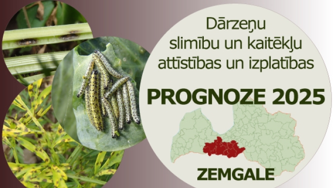 Dārzeņu slimību un kaitēkļu attīstības un izplatības prognoze 2025. gadam Zemgales reģionam