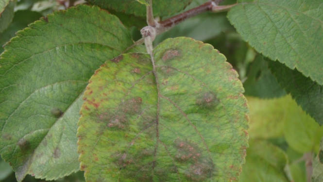 Ābeļu kraupis uz lapas