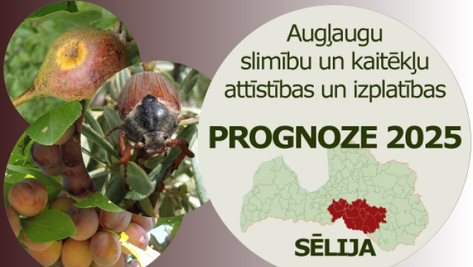 Augļaugu slimību un kaitēkļu attīstības un izplatības prognoze 2025. gadam Sēlijas reģionam