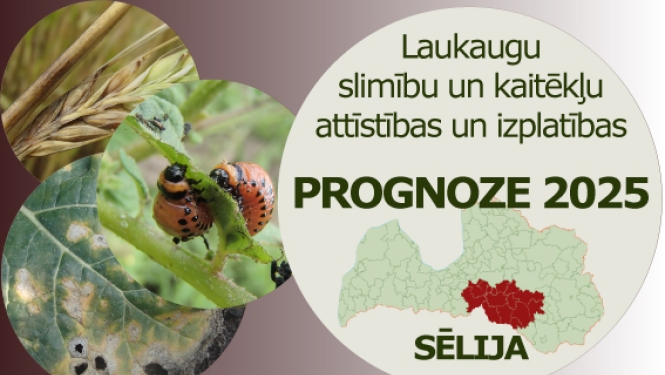 Laukaugu slimību un kaitēkļu attīstības un izplatības prognoze Sēlijas reģionam 2025 gadam