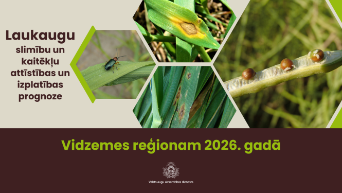 Laukaugu slimību un kaitēkļu attīstības un izplatības prognoze Vidzemes reģionam 2026. gadam