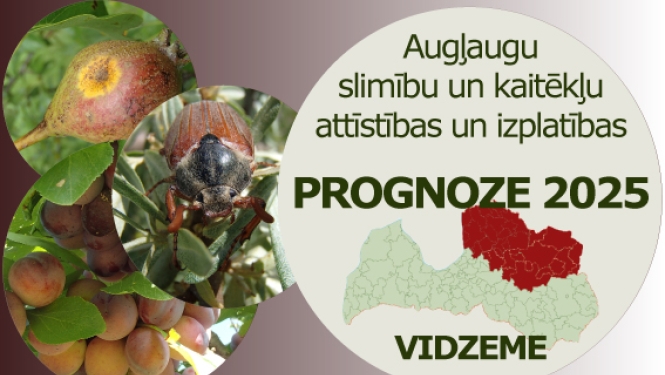 Augļaugu slimību un kaitēkļu attīstības un izplatības prognoze 2025. gadam Vidzemes reģionam