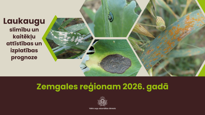 Laukaugu slimību un kaitēkļu attīstības un izplatības prognoze Zemgales reģionam 2026. gadam