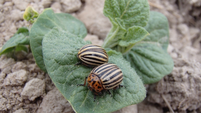 BRĪDINĀJUMS – Sēlijā izplatās kartupeļu lapgrauži