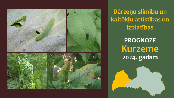 Dārzeņu slimību un kaitēkļu attīstības un izplatības prognoze 2024. gadam Kurzemes reģionam
