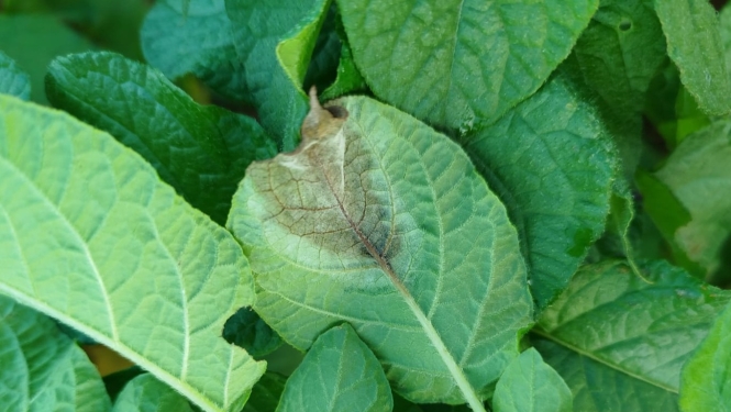 BRĪDINĀJUMS – Sēlijā izplatās kartupeļu lakstu puve