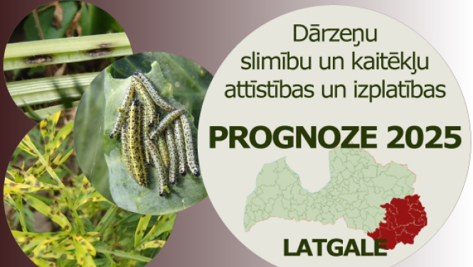 Dārzeņu slimību un kaitēkļu attīstības un izplatības prognoze 2025. gadam Latgales reģionam