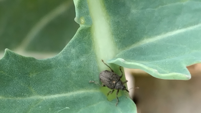 BRĪDINĀJUMS – Zemgalē un Kurzemē ir novēroti krustziežu stublāju smecernieki