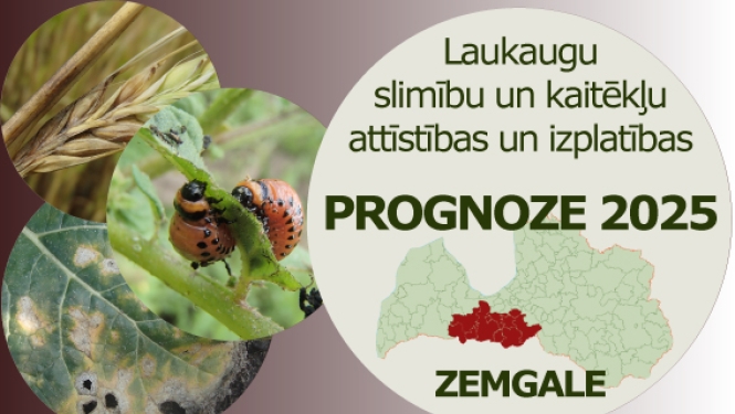 Laukaugu slimību un kaitēkļu attīstības un izplatības prognoze Zemgales reģionam 2025. gadam