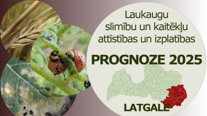 Laukaugu slimību un kaitēkļu attīstības un izplatības prognoze Latgales reģionam 2025 gadam
